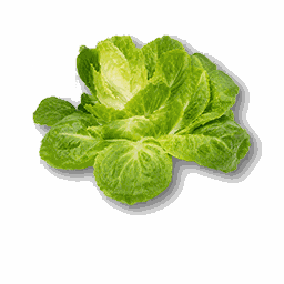 item_corp_cabbage_1
