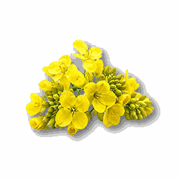 item_corp_canolaflower_1