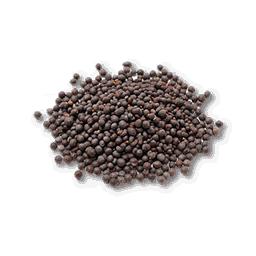 item_corp_canolaflower_seed_1