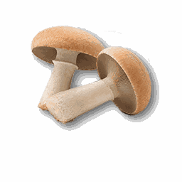 item_corp_mushroom_1