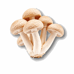 item_corp_mushroom_2