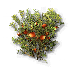 item_plant_moss_1