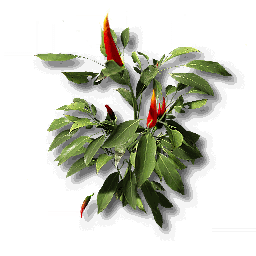 item_plant_sp_2