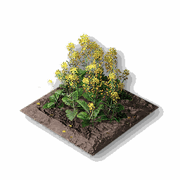 item_port_soil_corp_canolaflower_1